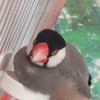 もちっと文鳥
