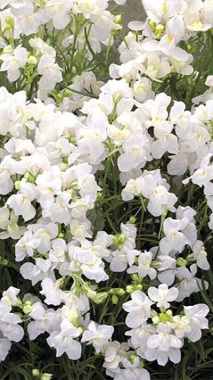 それでも 貴方に 伝えたくて ＿ 。 へたゆる はんと ⁉️⁉️⁉️