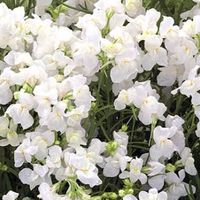 それでも 貴方に 伝えたくて ＿ 。 へたゆる はんと ⁉️⁉️⁉️