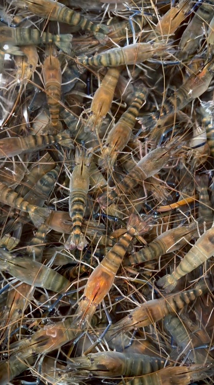 桃園活跳跳泰國蝦買賣群🦐🦐