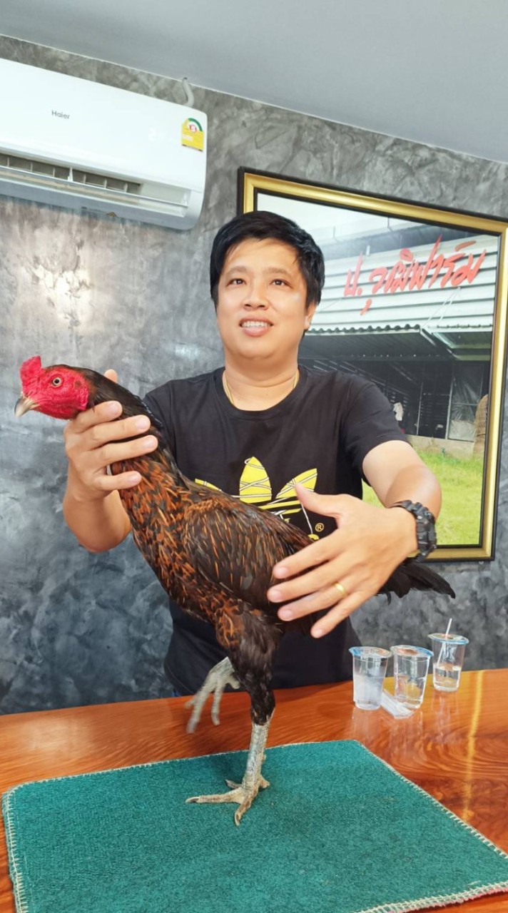 กวินฟาร์ม ไก่ชน (สาย ป.วุฒิฟาร์ม)