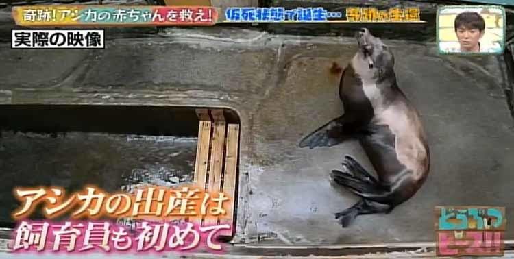 感動秘話 仮死状態で誕生したアシカの赤ちゃんの奇跡
