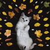 Taiwan FIP 台灣貓咪互助救援區-貓傳腹、FIP、貓傳染性腹膜炎