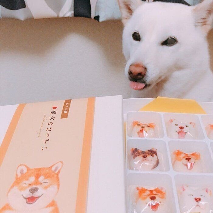 愛犬の名前は入ってる 年人気名前ランキング オス犬部門