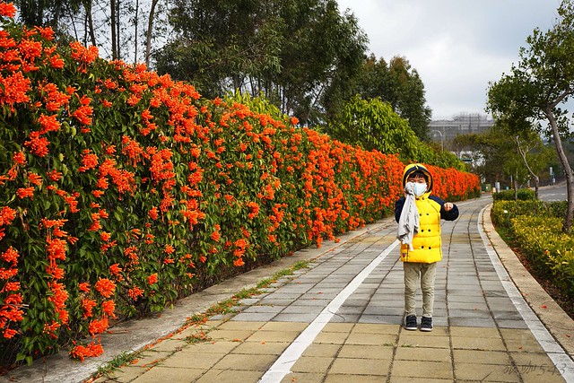 后科路炮仗花