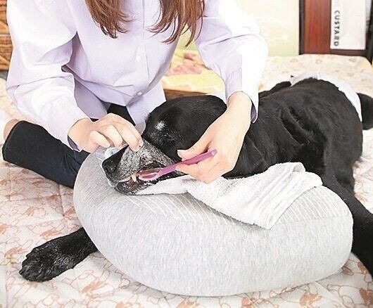 腎不全とどう向き合うか 病気と闘う犬と飼い主さんの思い