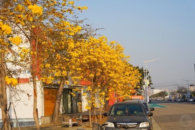 台中洲際路黃花風鈴木,崇德十九路黃花風鈴木,洲際棒球場黃花風鈴木