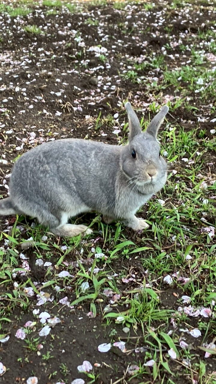 おはぎ🐰ボランティアの会🍀✨