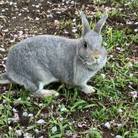 おはぎ🐰ボランティアの会🍀✨