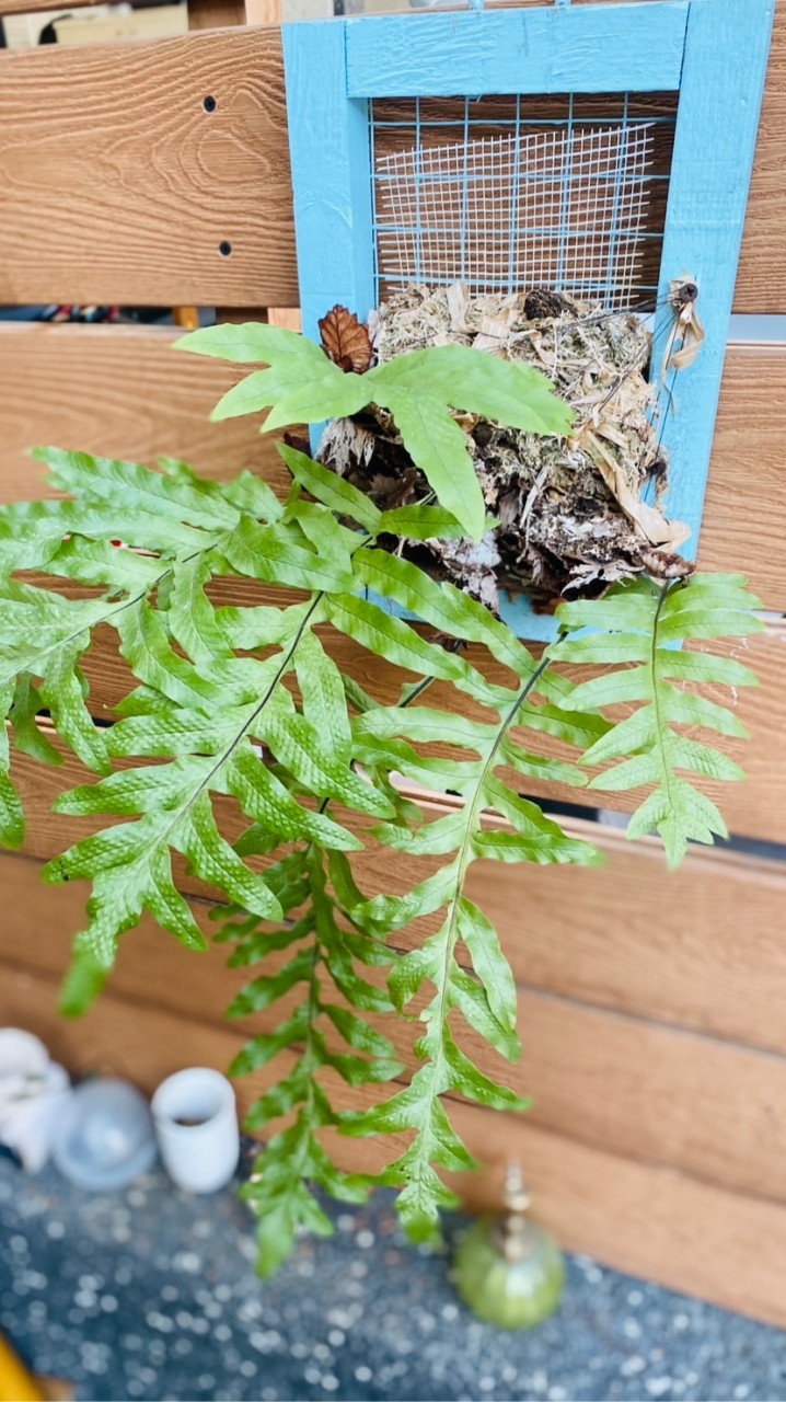 天使花園居家精油芳療