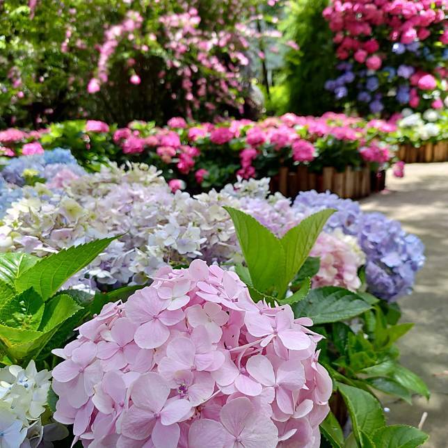 苗栗縣卓蘭鎮的花露農場，也看得到繡球花的美麗姿態 (圖片提供/ LINEL熱點用戶)