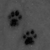 だんだんと犬になる - 主従関係:時制ハント