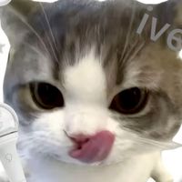 素材