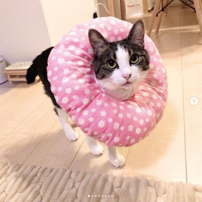 こだわりの逸品 愛猫のための手作りエリザベスカラー ねこのきもちnews