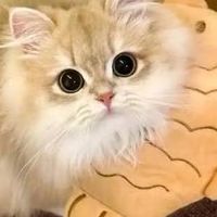 貓貓聊天室