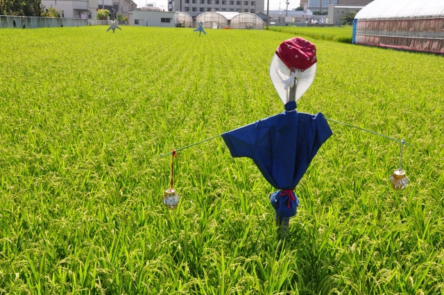 在日本田裡的稻草人是神明 秋收季節 案山子祭 Line購物