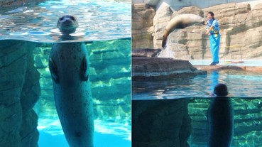遊客在水族館發現一隻偷閒中的海豹 在旁邊一起欣賞同事表演...