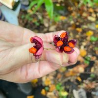 砂川たねプロジェクト