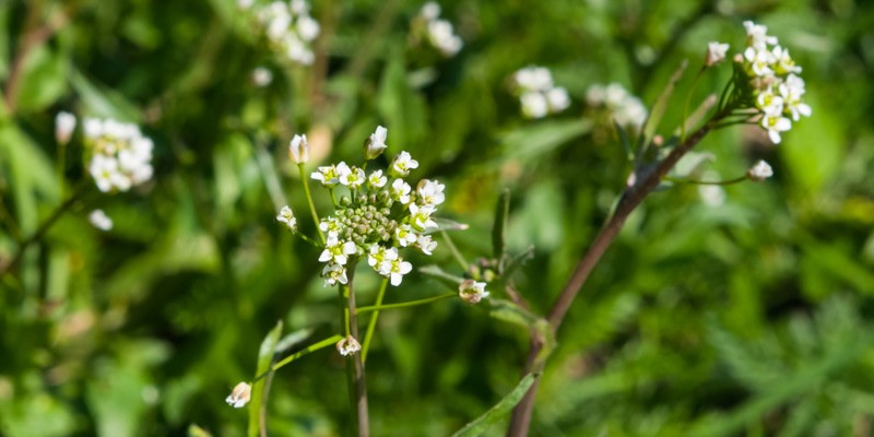 植物の 薺 読み方は 名前に使える漢字 意味や花言葉も解説します Oggi