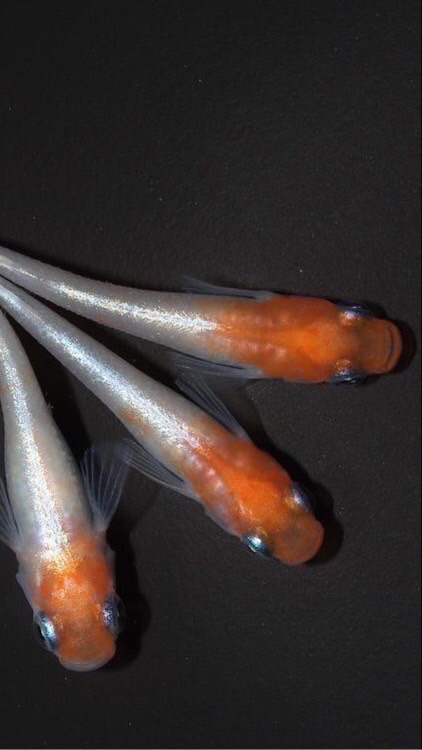 輝くメダカのオープンチャット