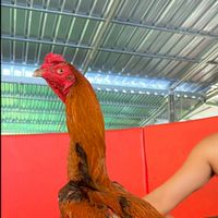 ซุ้มเพชรบ่อทอง🐓