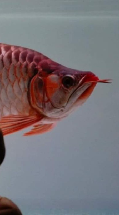 BULANA AROWANA DRAGON รามอินทรา-ซาฟารี OpenChat