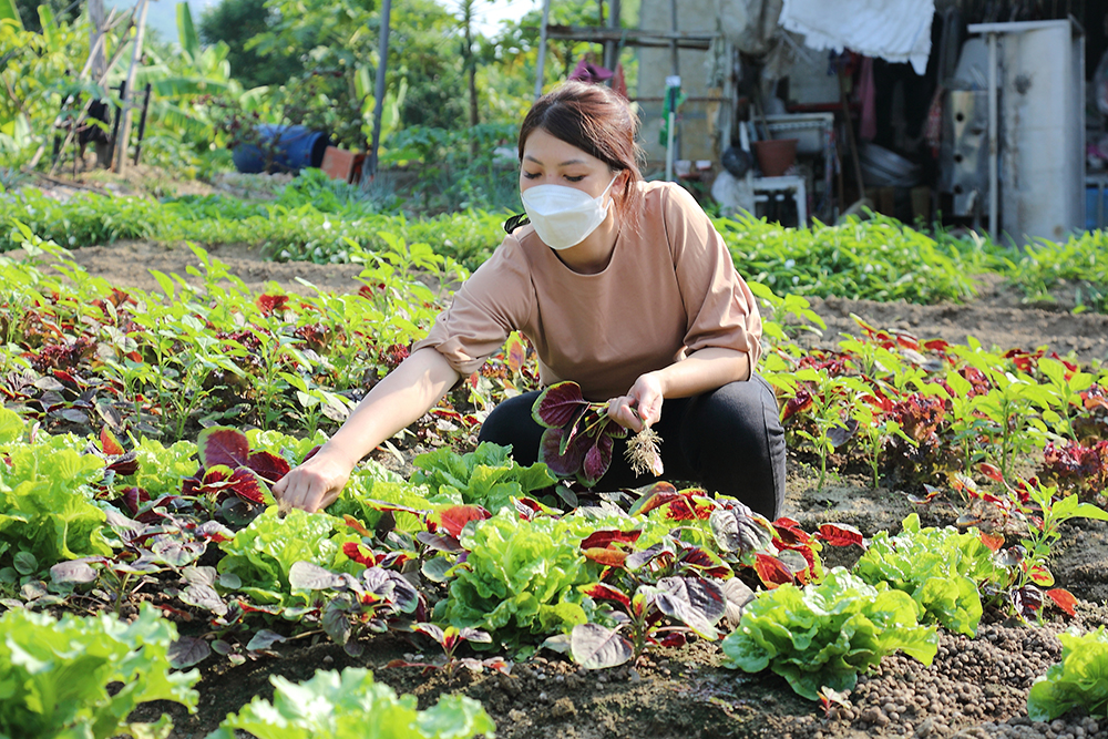 羊場外圍有大片菜園，收集羊糞發酵自製有機肥，以循環永續的概念種出健康鮮嫩的青菜。(攝影/Carter)