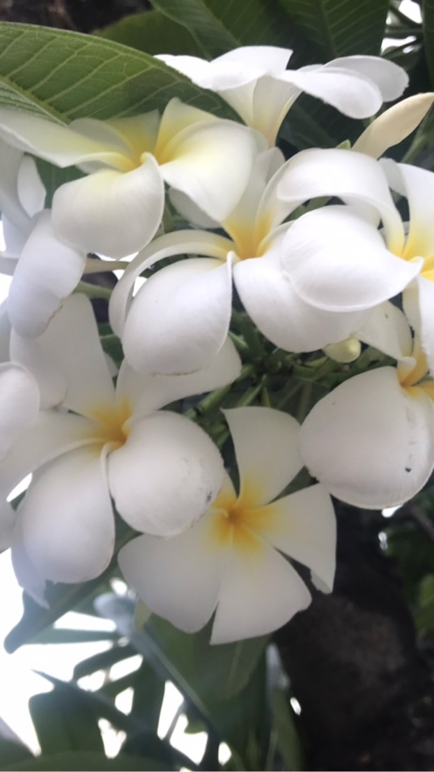ธรรมชาติบำบัด