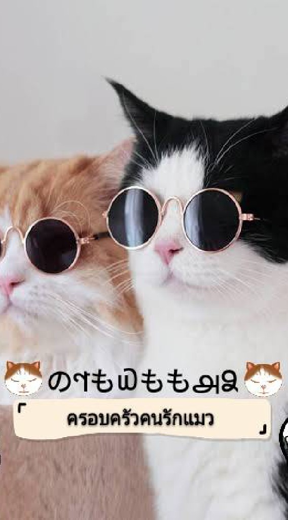 🐱のণも௰もも௮Ձ🐱