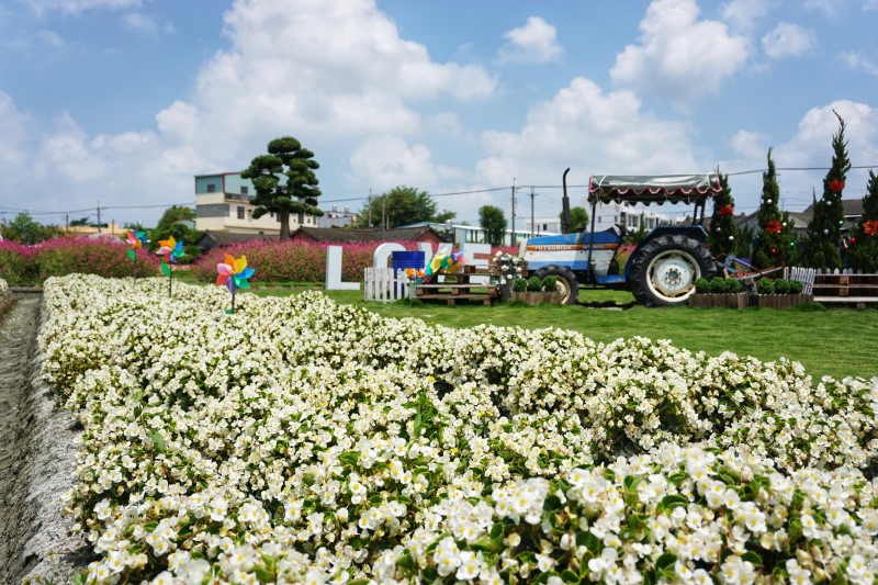 彰化最美花海綻放中 董家花田 整片漸層康乃馨絢麗登場 Line旅遊