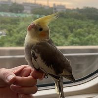 鳥事鳥問題