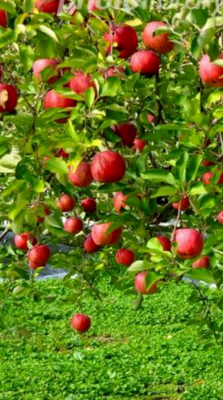 津軽弁🍎🍏講座の里
