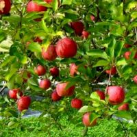 津軽弁🍎🍏講座の里