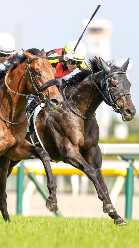 慈恵医大競馬研究会 ウマ研