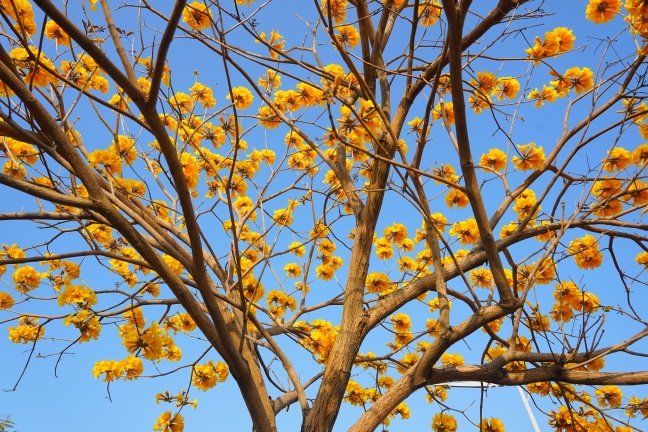 台中洲際路黃花風鈴木,崇德十九路黃花風鈴木,洲際棒球場黃花風鈴木