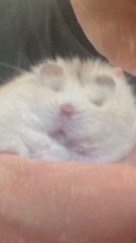 鼠鼠教