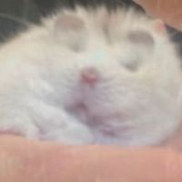 鼠鼠教