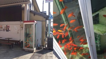 日本路邊出現驚人的「金魚電話亭」 絕對要抑制自己想打開門的衝動...