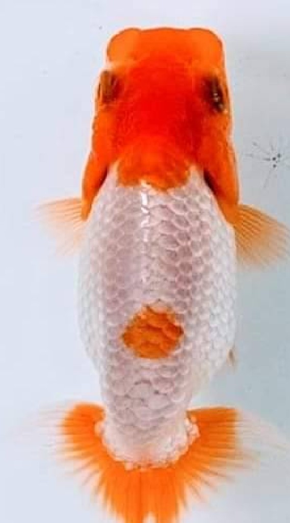 Goldfish​ ดำ​ สนามหลวงสอง