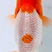 Goldfish​ ดำ​ สนามหลวงสอง
