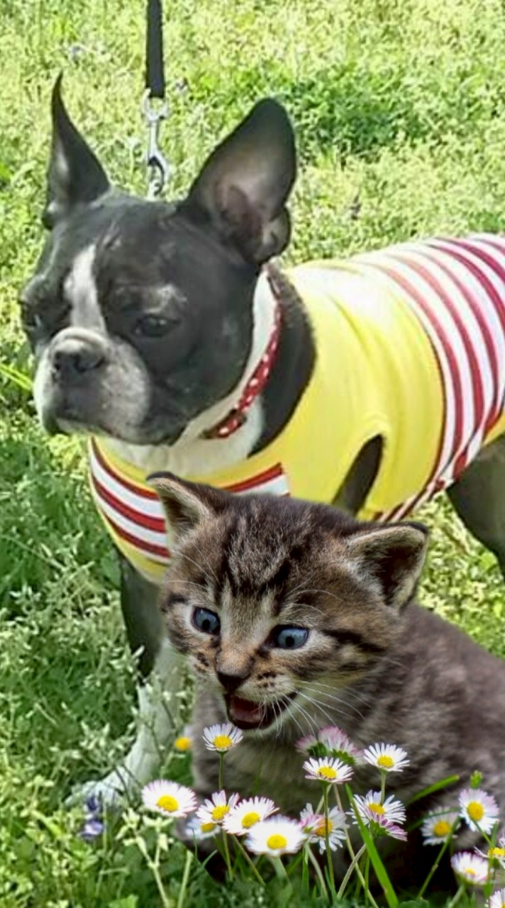 犬猫🐕️🐈‍⬛❣️大好き❣️さん集まれ