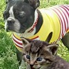 犬猫🐩𓃠動物🦉🐑🐏🦏触れ合い広場❣️