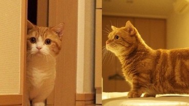 超萌小短腿「貓界柯基」網友：根本是低底盤龍貓公車阿！