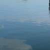 鰡妹 交流 約釣 打屁 分享 買賣