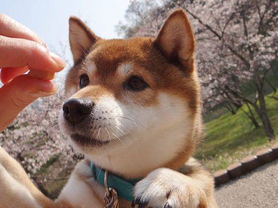 42++ Anjing shiba inu ideas