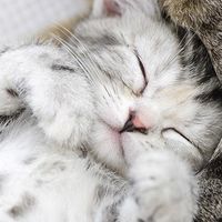ねこのすみか
