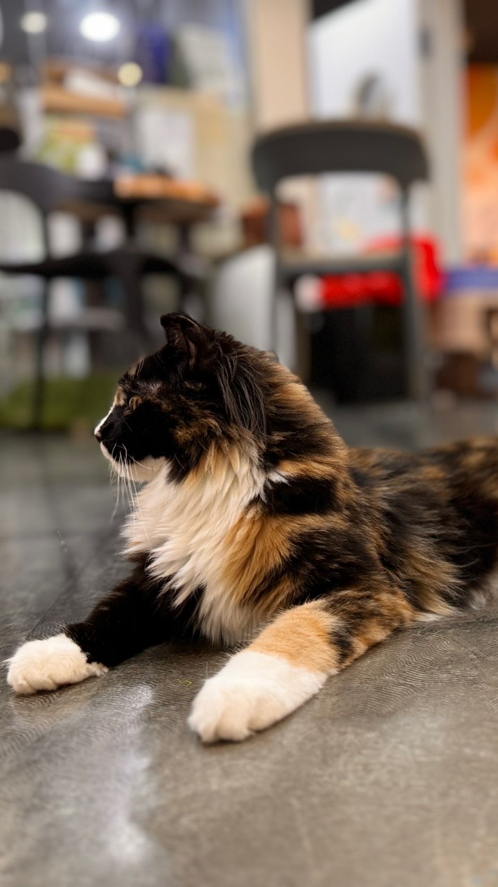 哈哈窩新莊店🐈🐩