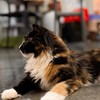 哈哈窩新莊店🐈🐩