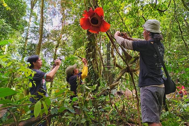 Bunga Rafflesia Mekar Menggantung Pada Tumbuhan Inang Di Bengkulu Antaranews Com Line Today