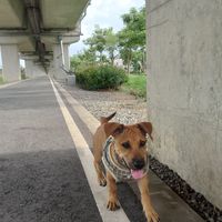 西河22の咪魯